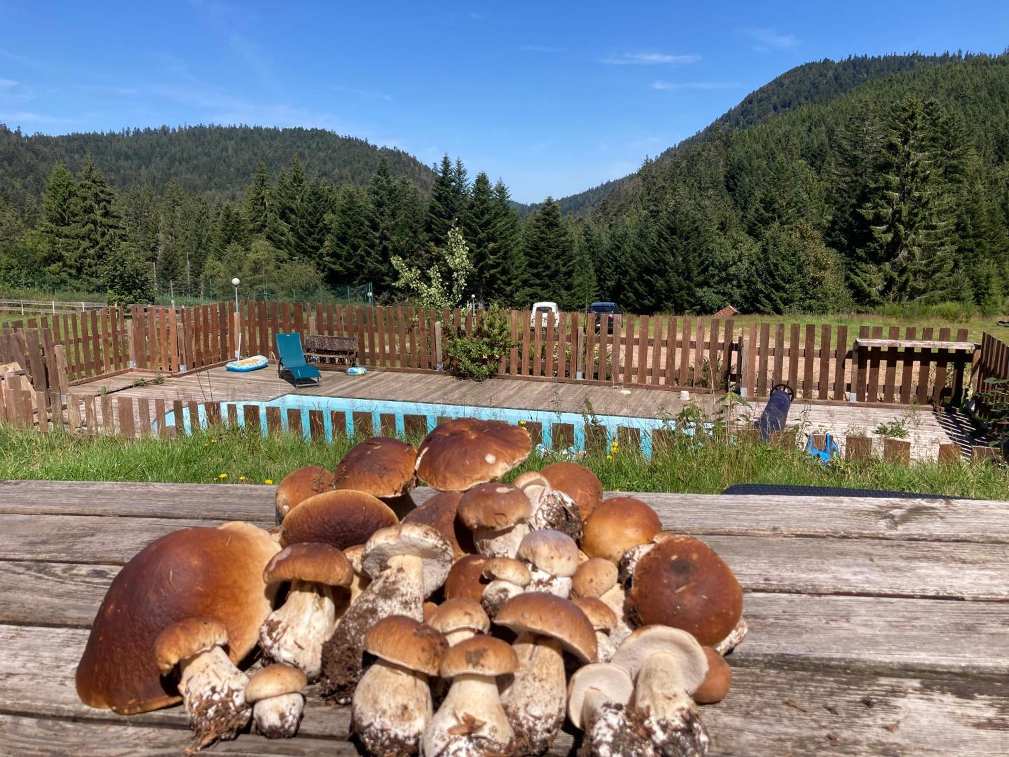 Le Perchoir Du Grand Valtin - Gite 5 Personnes - Altitude 830 Ban-sur-Meurthe-Clefcy Εξωτερικό φωτογραφία